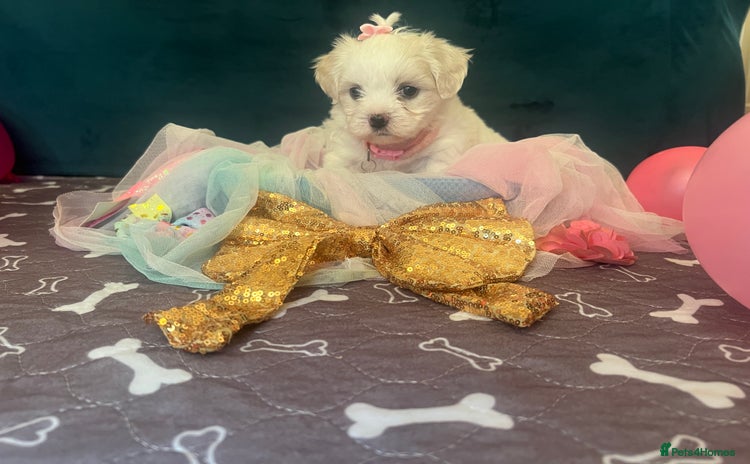 Bichon Frise dogs - Advert 4