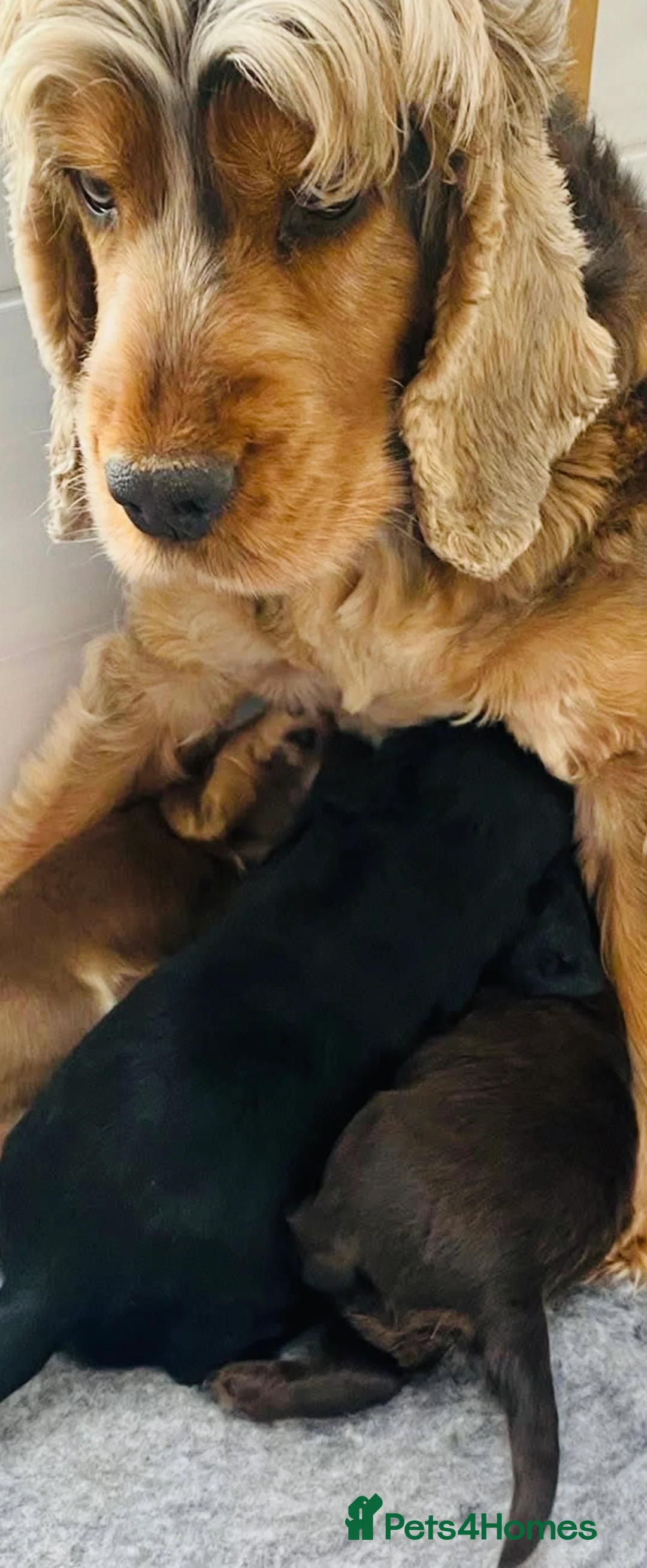 Cocker Spaniel dogs for sale: gorgeous female chocolate cocker spaniel puppy  in Morecambe - Advert 2