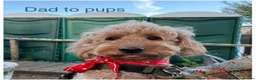 Mini Goldendoodle dogs for sale: Mini goldendoodle waiting list ✨licensed breeder  - Advert 7