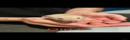Rat rodents for sale: Dumbo Siamese Baby Rats Looking for Loving Homes  - Advert 13