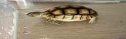 Tortoise reptiles for sale: Sulcata tortoise  - Advert 8
