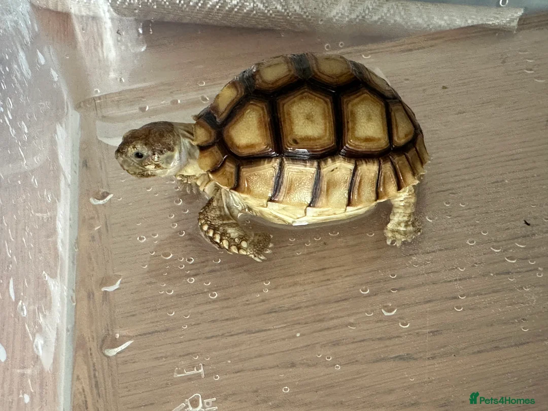 Tortoise reptiles for sale: Sulcata tortoise  - Advert 8