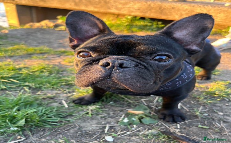French Bulldog dogs - Advert 2
