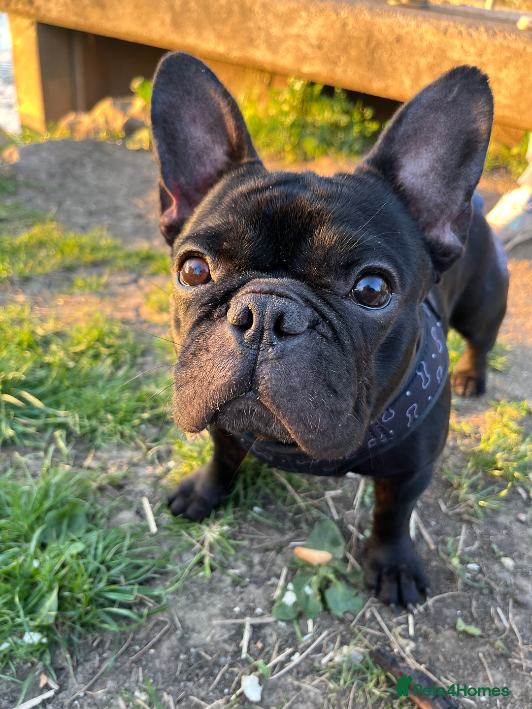 French Bulldog dogs for stud: Beautiful Kali Pack  - Image 1