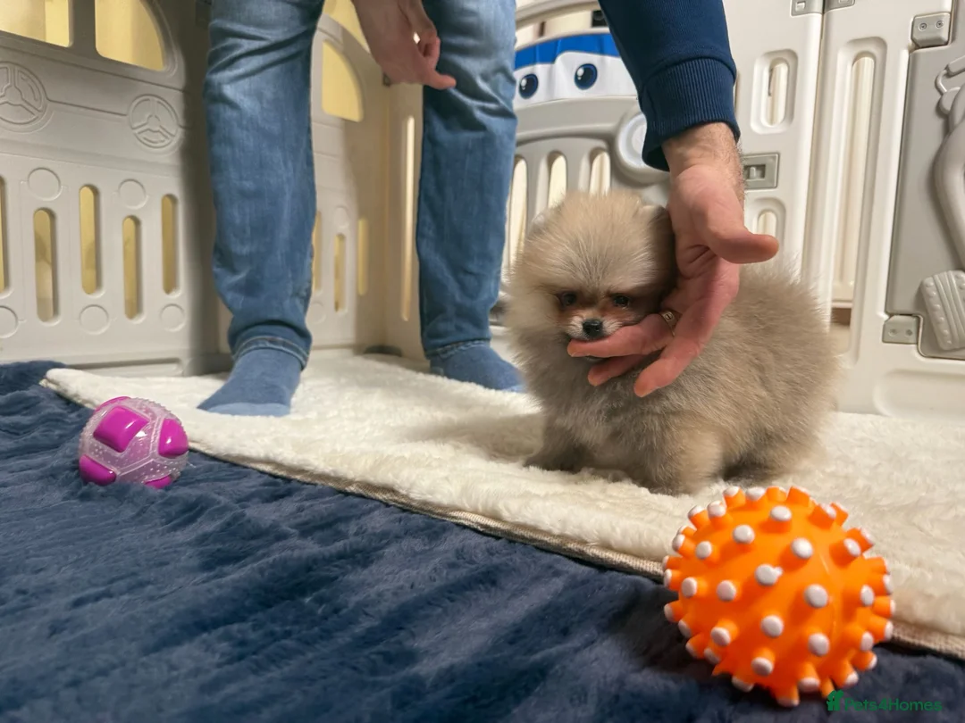 Pomeranian dogs for sale: Teddy Face Poms Puppies European Champion Lines - Advert 9