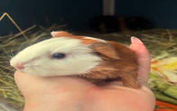 Guinea Pig rodents for sale: Guinea Pig Babies for Sale - Image 3