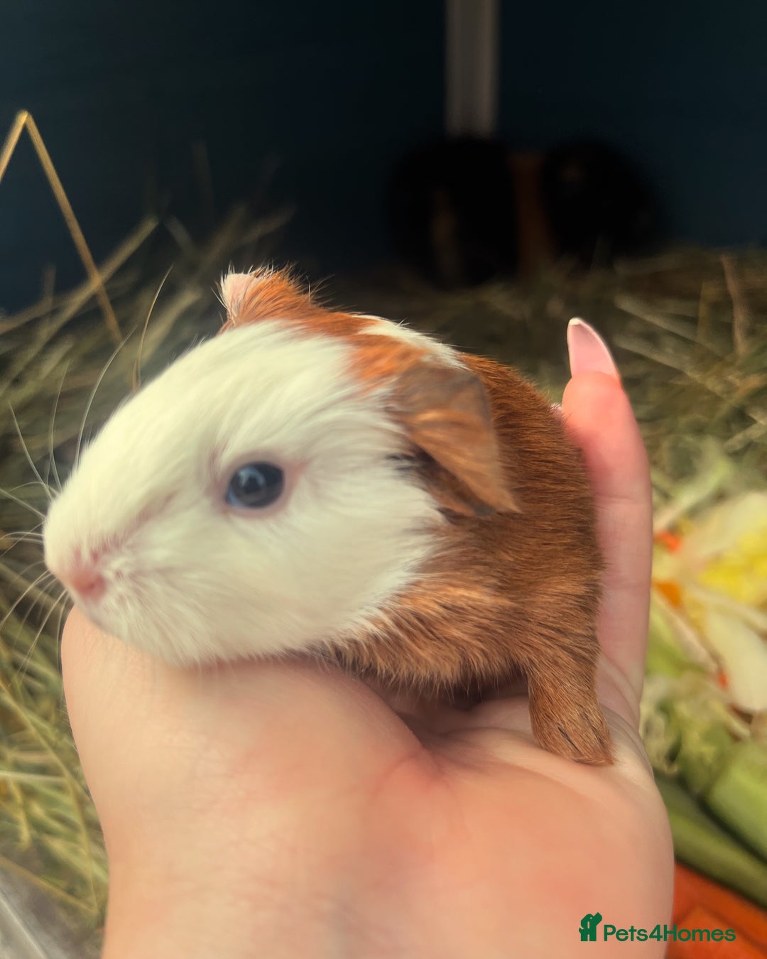 Guinea Pig rodents for sale: Guinea Pig Babies for Sale - Image 3
