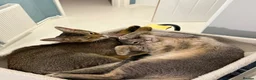 Mixed Breed cats for sale: Beautiful Home Raised Abyssinian Mix Kittens - Advert 9