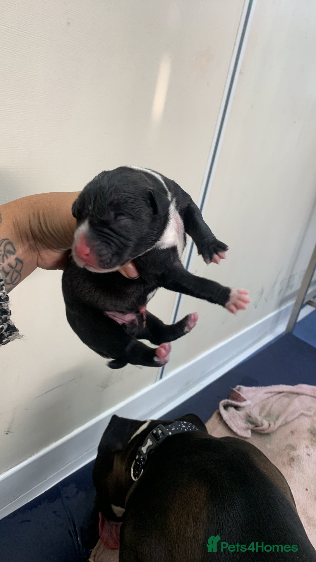 Mixed Breed dogs for sale: American bull staffs available in October  - Image 5