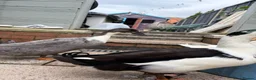 Ducks poultry for sale: Drake for rehoming  in Wigston - Advert 4