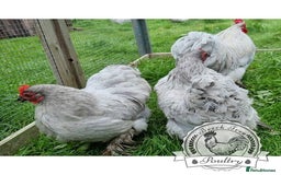 Chickens poultry for sale: 4 x lavender pekin bantams and 1 rooster - Image 4