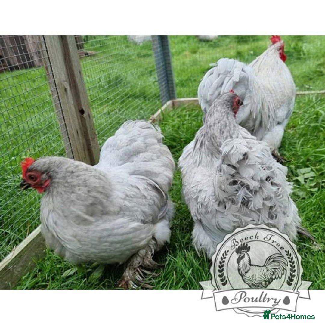 Chickens poultry for sale: 4 x lavender pekin bantams and 1 rooster - Image 4