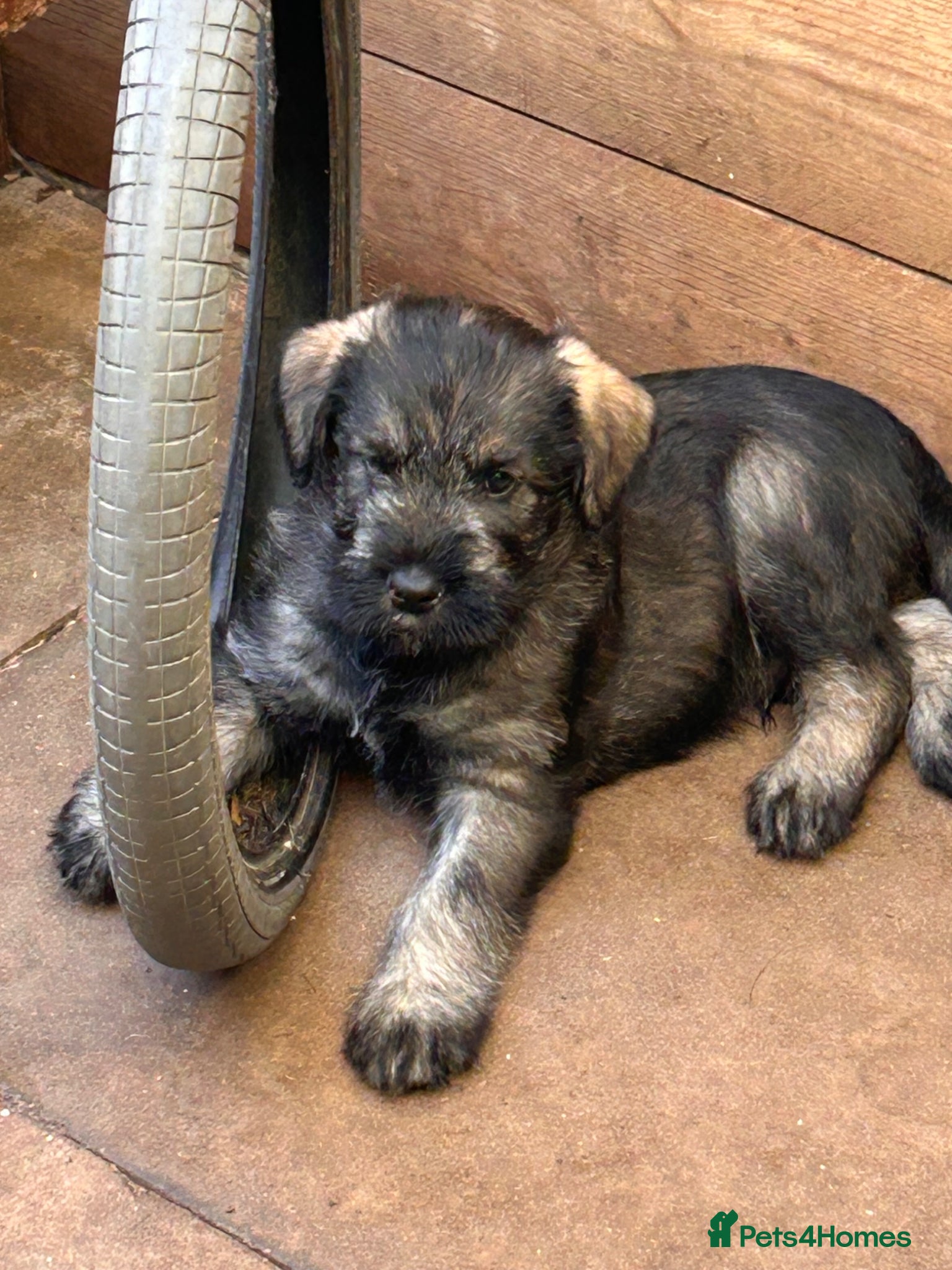 Giant Schnauzer dogs Fully vaccinated giant schnauzer puppies P/S - Advert 1