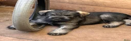 Giant Schnauzer dogs for sale: Fully vaccinated giant schnauzer puppies P/S - Advert 1