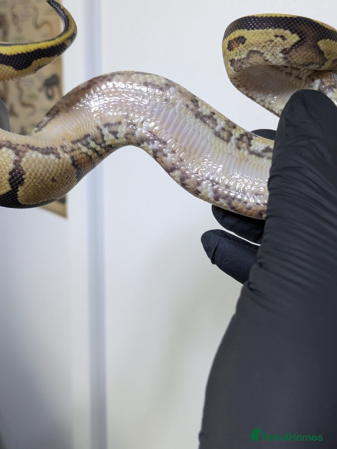 Python Snake reptiles for sale: Multiple royals available  - Image 7