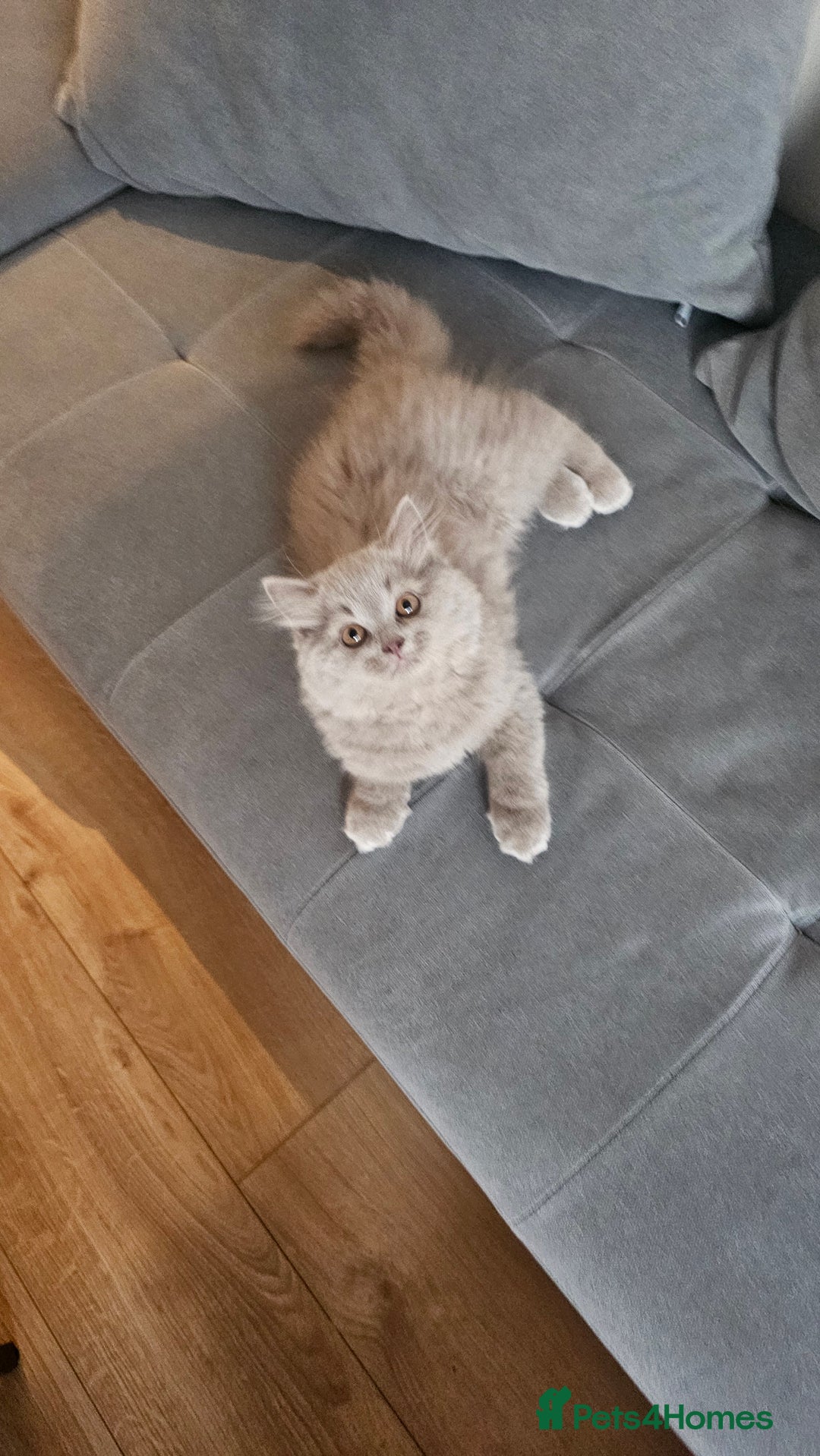 British Longhair cats for sale: British longhair last boy last girl in Watford - Image 18