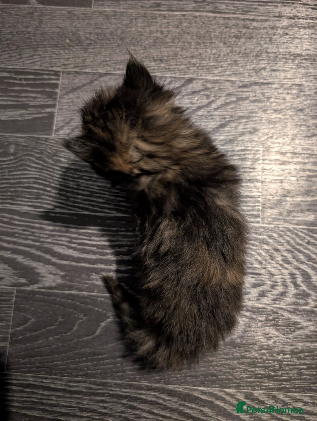 Maine Coon cats for sale: Full Maine coon kittens - Advert 2