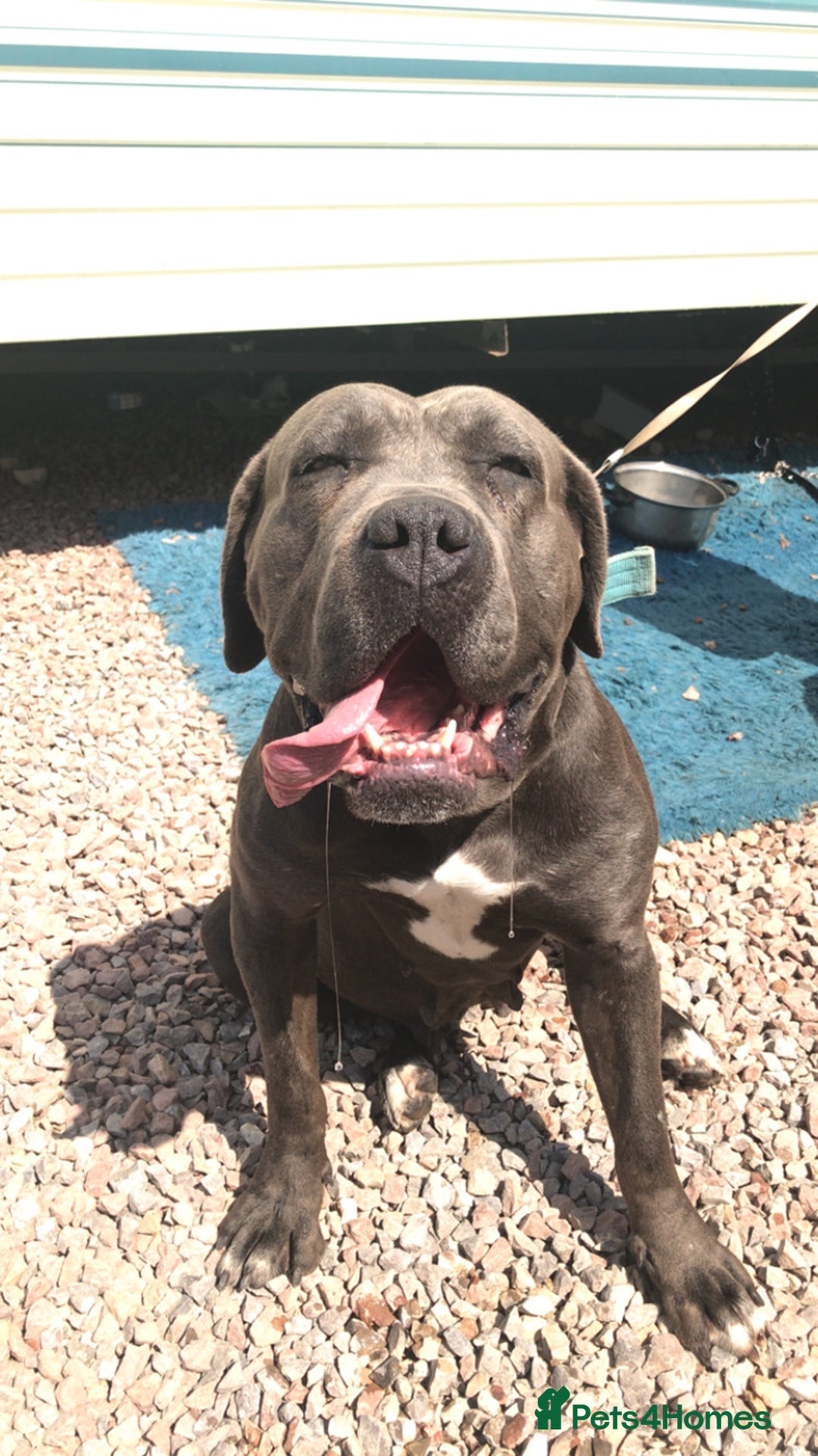 Cane Corso dogs for sale: Cane corsa  - Image 1