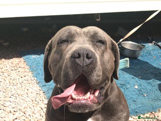 Cane Corso dogs for sale - Advert 1