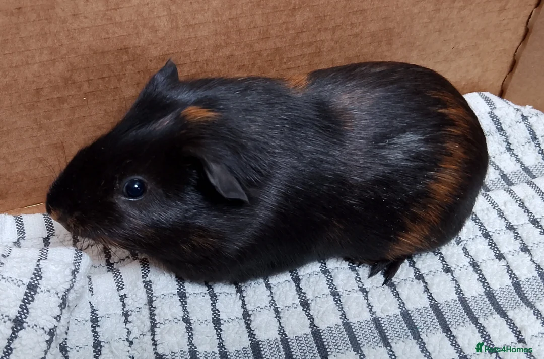 Guinea Pig rodents for sale: 2 baby guinea boars looking for new homes - Advert 1
