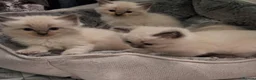 Ragdoll cats for sale: Ragdoll Kittens - Advert 3