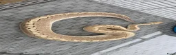 Python Snake reptiles for sale: Ball Python Bamboo Pinestripe in Farnham - Advert 5