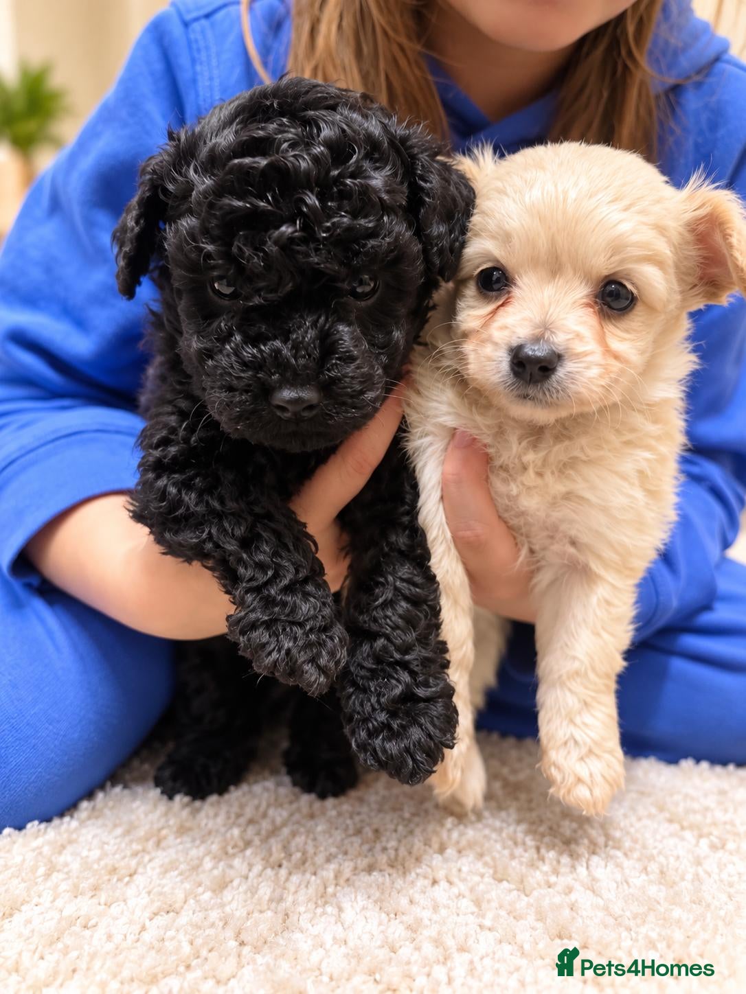 Maltipoo dogs for sale: Beautiful Maltipoo Girls – Black & Cream - Advert 13
