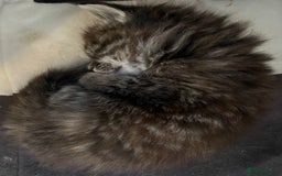 Maine Coon cats for sale: Stunning Half Maine coon kittens  - Image 37