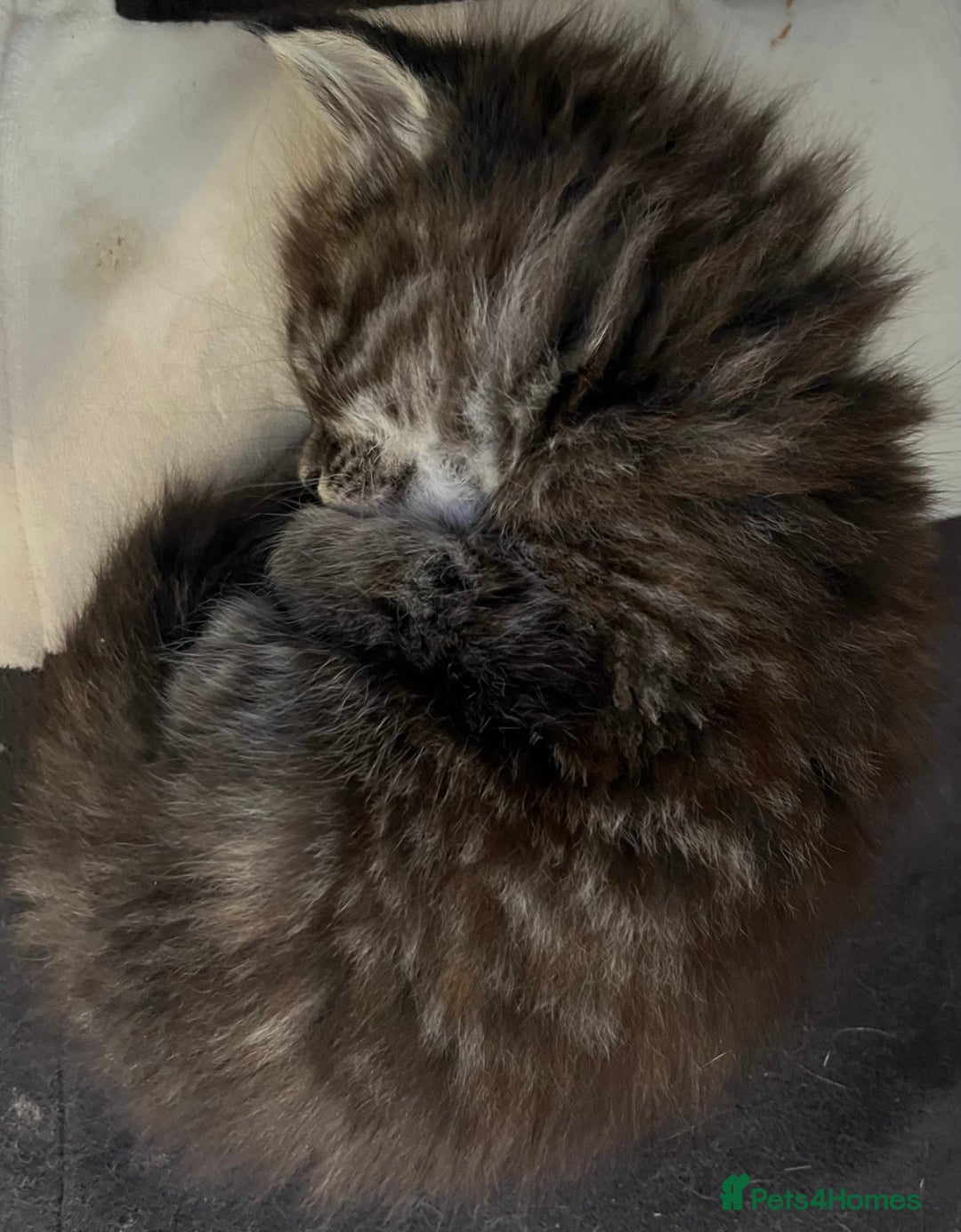 Maine Coon cats for sale: Stunning Half Maine coon kittens  - Image 37