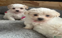 Bichon Frise dogs for sale: Bichon Maltese - Advert 3