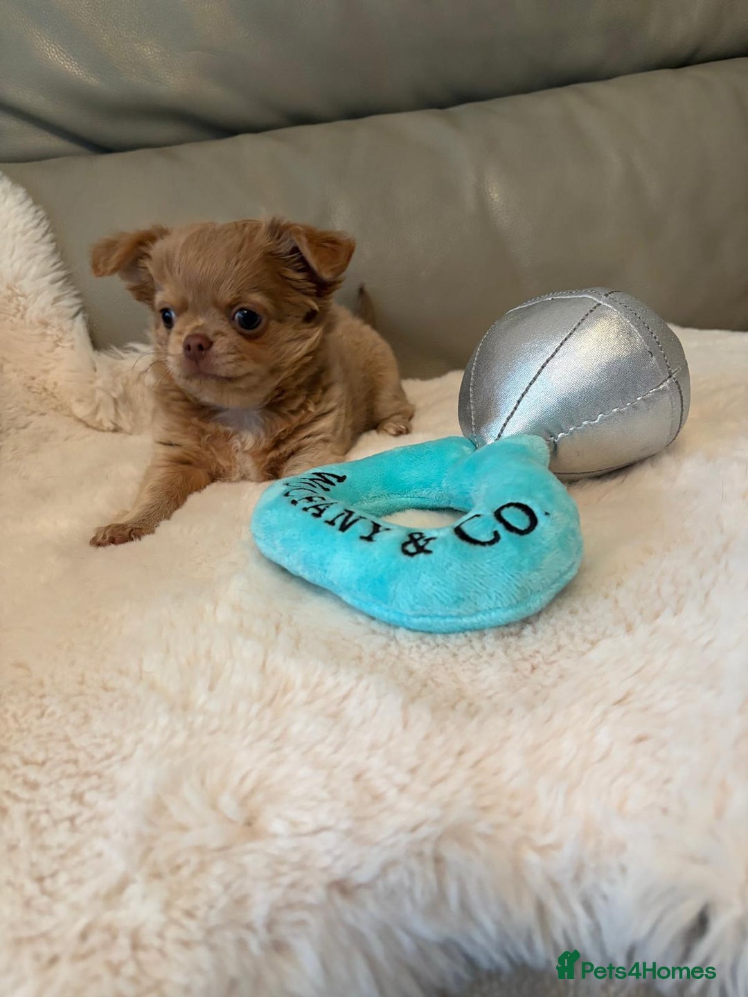 Chihuahua dogs for sale: KC Reg Chihuahua Boy Fully vaccinated - Ready - Advert 10