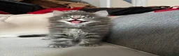 Domestic Shorthair cats for sale: One male kitten  - Advert 7
