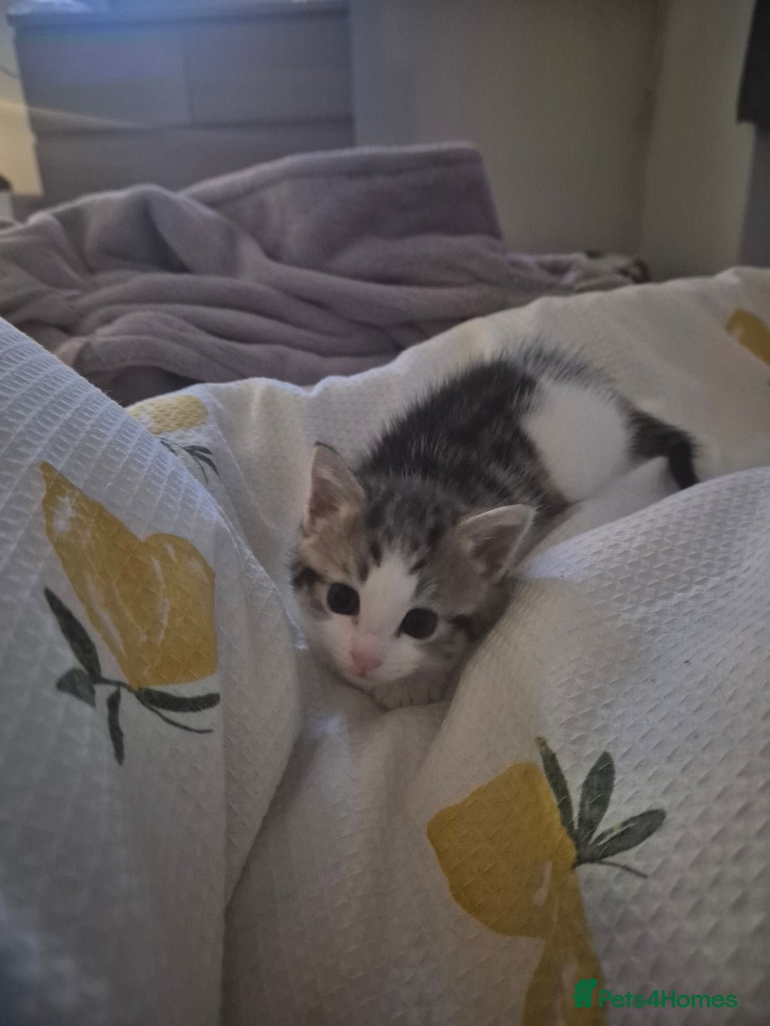 Domestic Shorthair cats for sale: 3 beautiful kittens - Advert 9