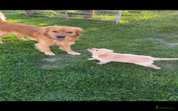 Golden Retriever dogs for stud: Proven Golden Retriever Stud | Stunning Dark Coat - Image 5