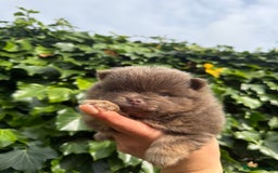 Pomeranian dogs for sale: ** KC pomeranian puppies - Image 9