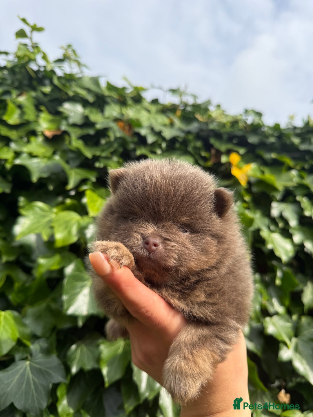 Pomeranian dogs for sale: ** KC pomeranian puppies - Image 9
