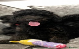 Cavapoo dogs for sale: Cavapoo  - Image 3
