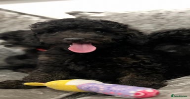 Cavapoo dogs - Advert 11