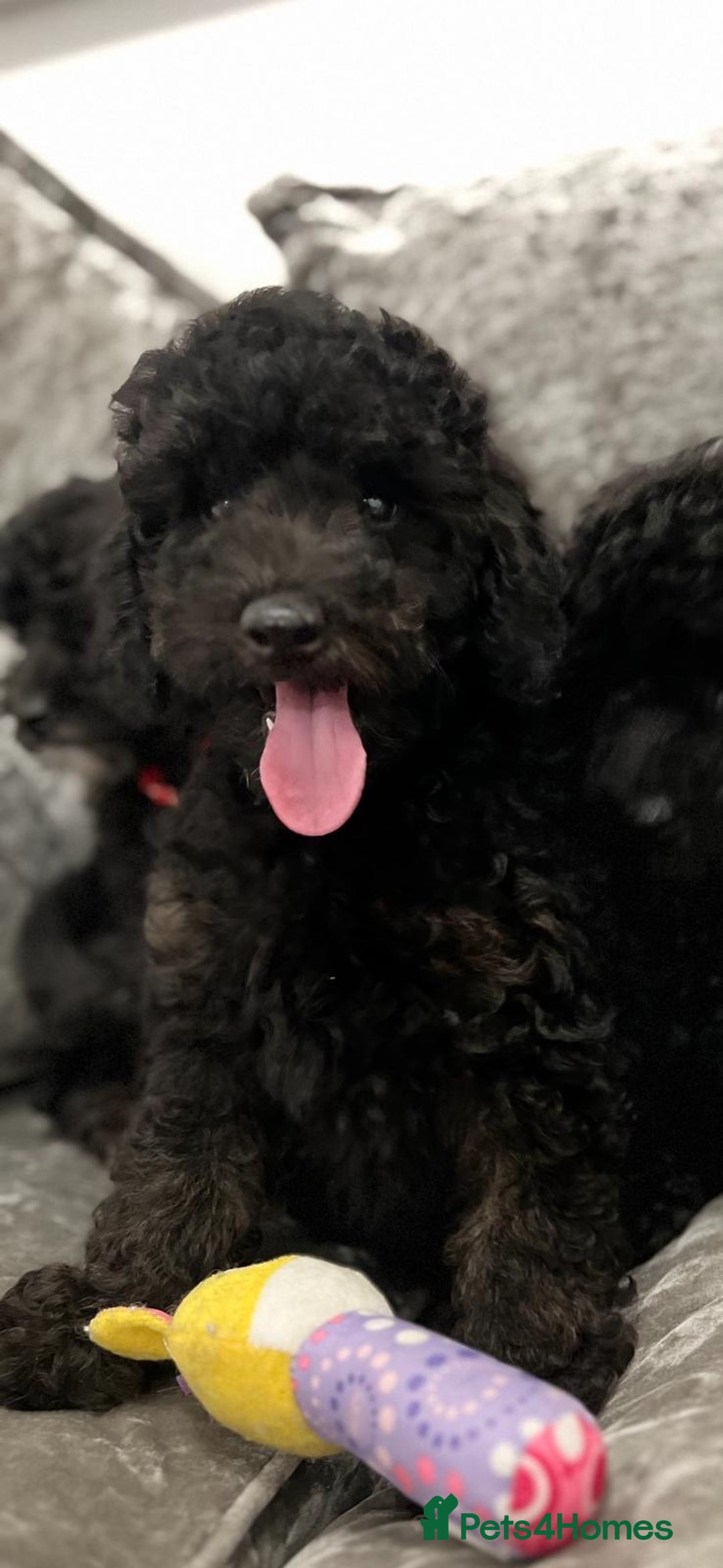 Cavapoo dogs for sale: Cavapoo  - Image 3