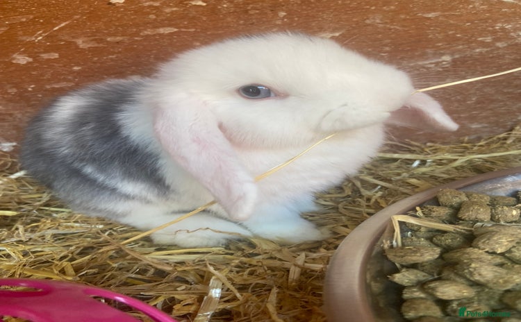 Mini Lop rabbits - Advert 16