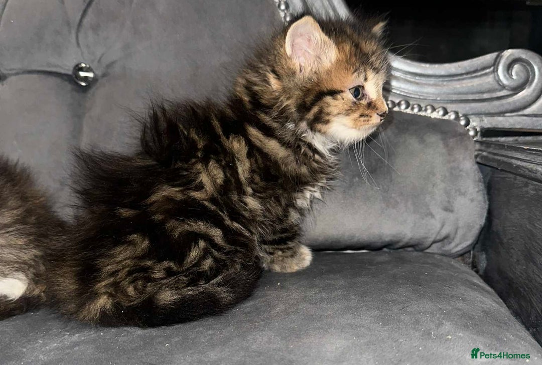 Siberian cats for sale: Kittens for sale bradford - Advert 9