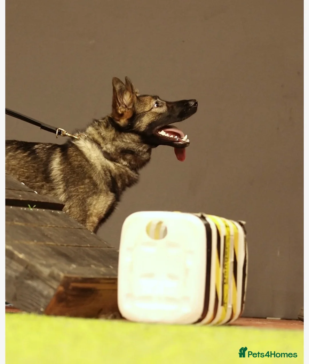 German Shepherd dogs for sale: Part Trained Family Dog - Advert 2