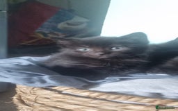 British Shorthair cats for sale: Female kitten - Advert 1