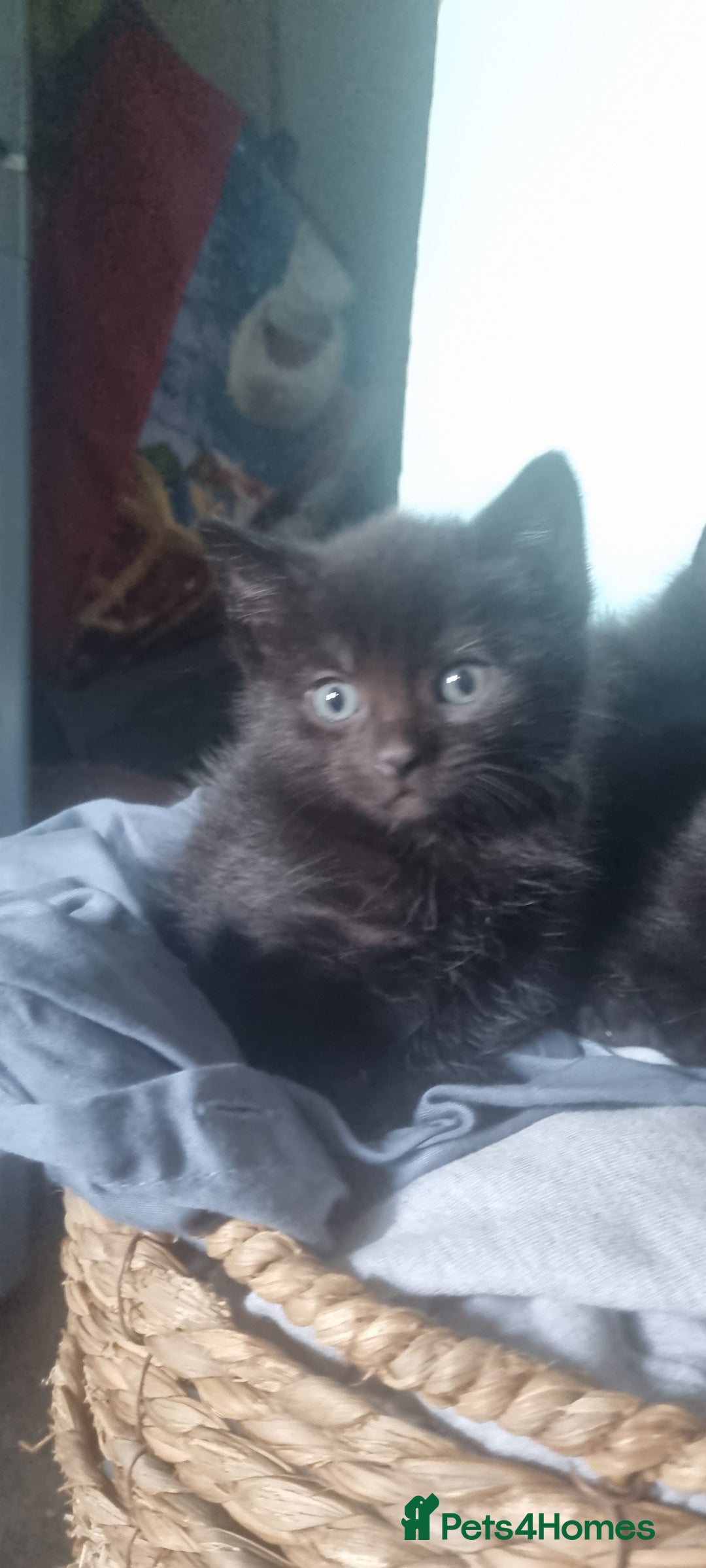 British Shorthair cats for sale: Female kitten - Advert 1