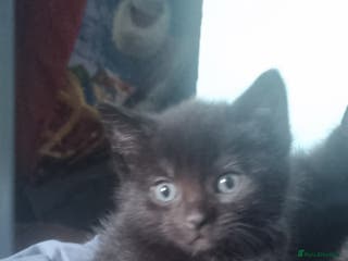 British Shorthair cats Female kitten - Advert 8