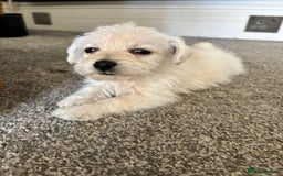 Mixed Breed dogs for sale: Westiepoo pups - Image 5