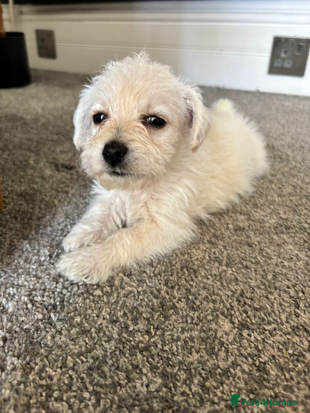 Mixed Breed dogs for sale: Westiepoo pups - Image 5