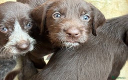 German Wirehaired Pointer dogs for sale: German Wire-haired Pointers of sale - Image 10