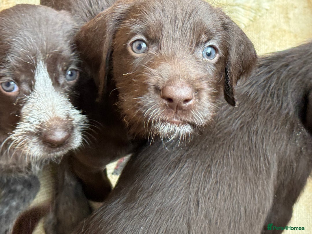 German Wirehaired Pointer dogs for sale: German Wire-haired Pointers of sale - Image 10