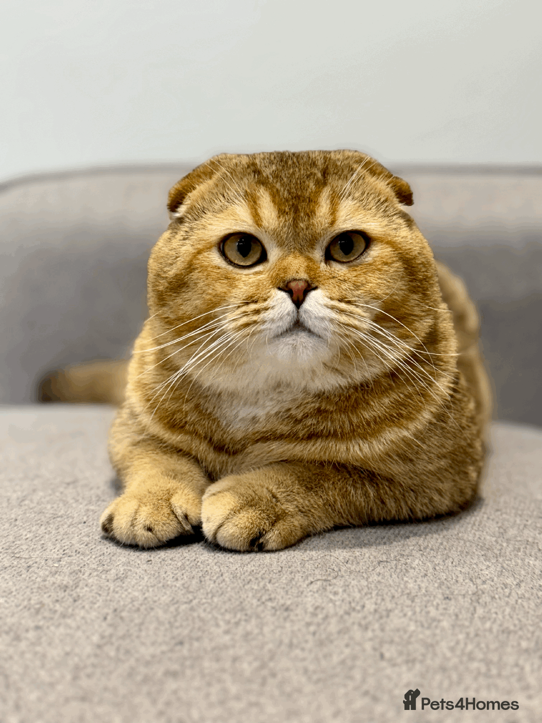 Scottish Fold cats for sale: Beautiful Scottish Fold Cat Looking 4 Loving Home - Image 6